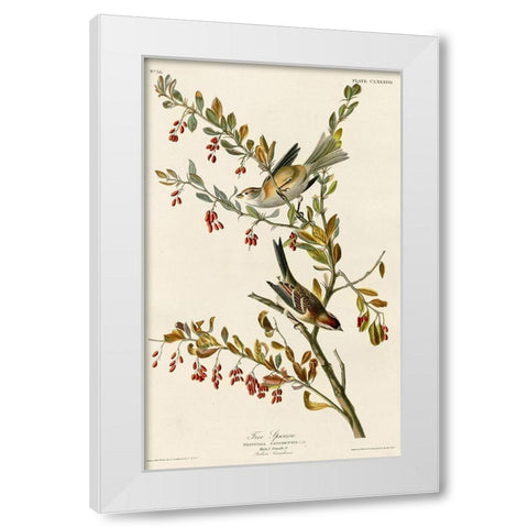 Tree Sparrow White Modern Wood Framed Art Print by Vintage Apple Collection