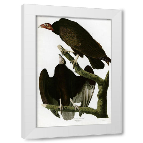 Turkey Buzzard White Modern Wood Framed Art Print by Vintage Apple Collection