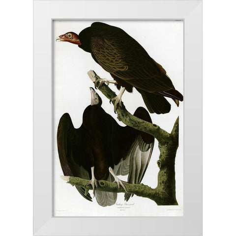 Turkey Buzzard White Modern Wood Framed Art Print by Vintage Apple Collection