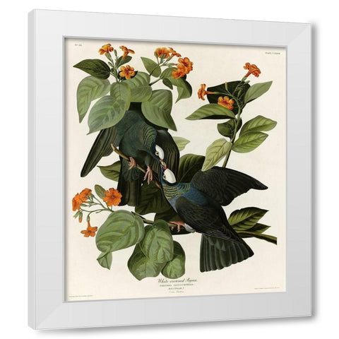 White Crowned Pigeon White Modern Wood Framed Art Print by Vintage Apple Collection