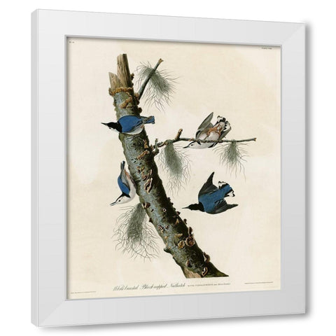 Whitebreasted Black Capped Nuthatch White Modern Wood Framed Art Print by Vintage Apple Collection