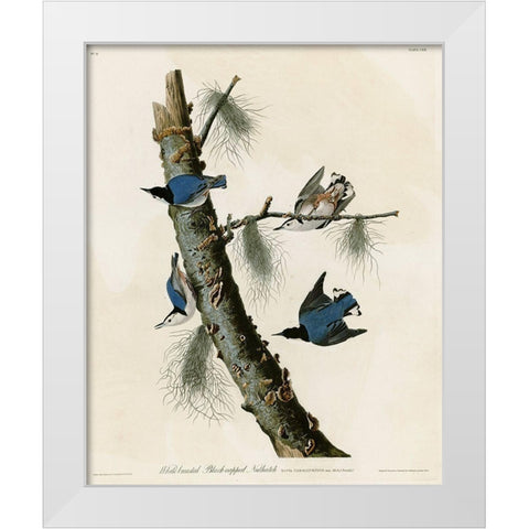 Whitebreasted Black Capped Nuthatch White Modern Wood Framed Art Print by Vintage Apple Collection