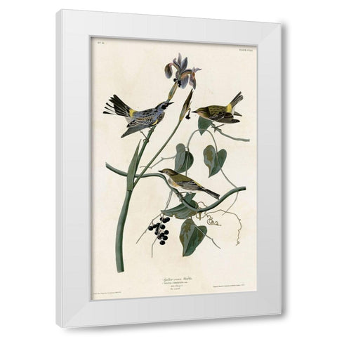Yellow Crown Warbler White Modern Wood Framed Art Print by Vintage Apple Collection