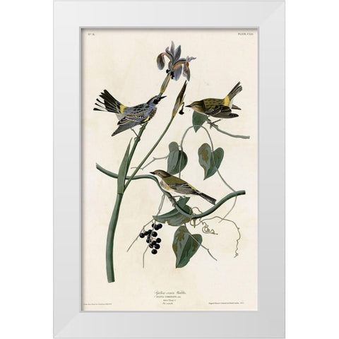Yellow Crown Warbler White Modern Wood Framed Art Print by Vintage Apple Collection