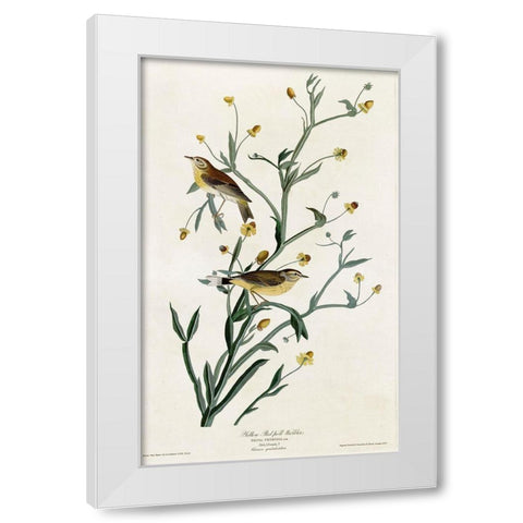 Yellow Red Poll Warbler White Modern Wood Framed Art Print by Vintage Apple Collection