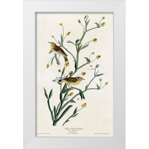 Yellow Red Poll Warbler White Modern Wood Framed Art Print by Vintage Apple Collection