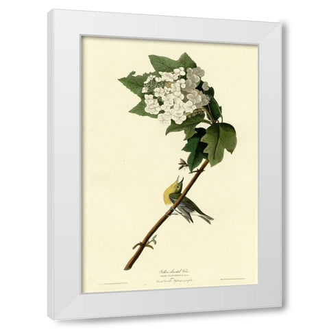 Yellow Throated Vireo White Modern Wood Framed Art Print by Vintage Apple Collection