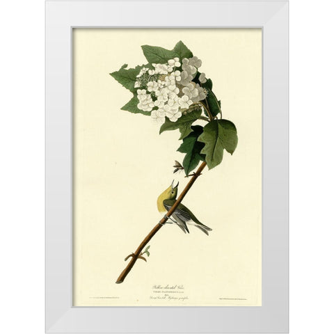 Yellow Throated Vireo White Modern Wood Framed Art Print by Vintage Apple Collection