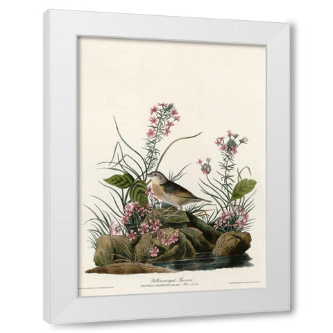 Yellow Winged Sparrow White Modern Wood Framed Art Print by Vintage Apple Collection
