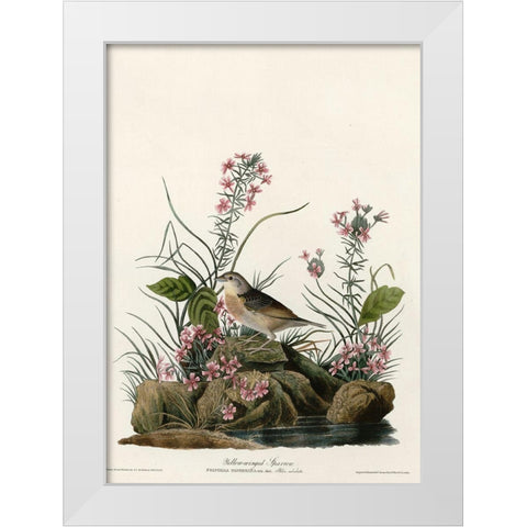 Yellow Winged Sparrow White Modern Wood Framed Art Print by Vintage Apple Collection