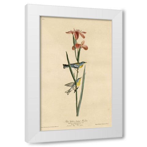 Yellowbackedwarbler White Modern Wood Framed Art Print by Vintage Apple Collection