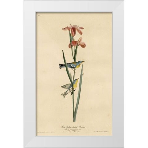 Yellowbackedwarbler White Modern Wood Framed Art Print by Vintage Apple Collection