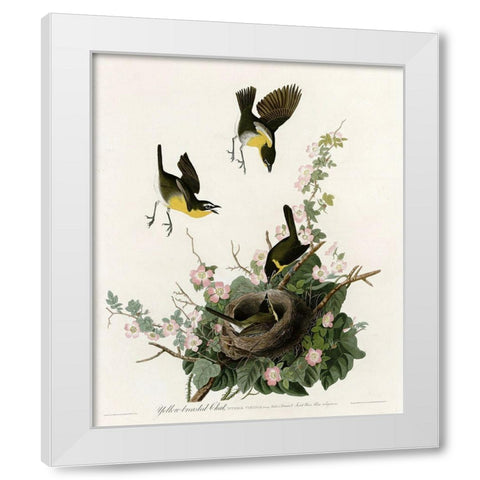 Yellowbreasted Chat White Modern Wood Framed Art Print by Vintage Apple Collection