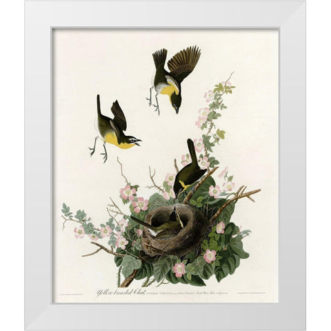 Yellowbreasted Chat White Modern Wood Framed Art Print by Vintage Apple Collection