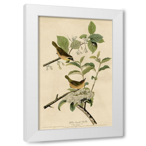 Yellowbreasted Warbler White Modern Wood Framed Art Print by Vintage Apple Collection