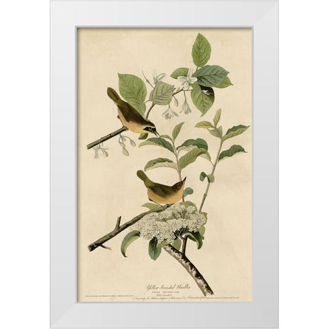 Yellowbreasted Warbler White Modern Wood Framed Art Print by Vintage Apple Collection