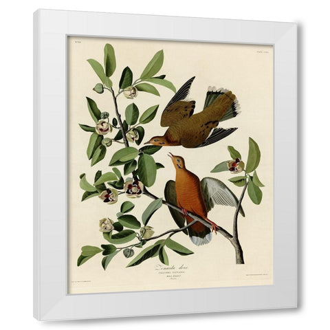 Zenaida Dove White Modern Wood Framed Art Print by Vintage Apple Collection