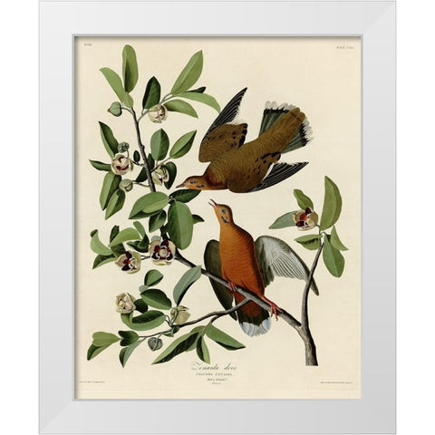 Zenaida Dove White Modern Wood Framed Art Print by Vintage Apple Collection