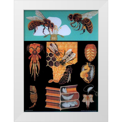 Bee White Modern Wood Framed Art Print by Vintage Apple Collection
