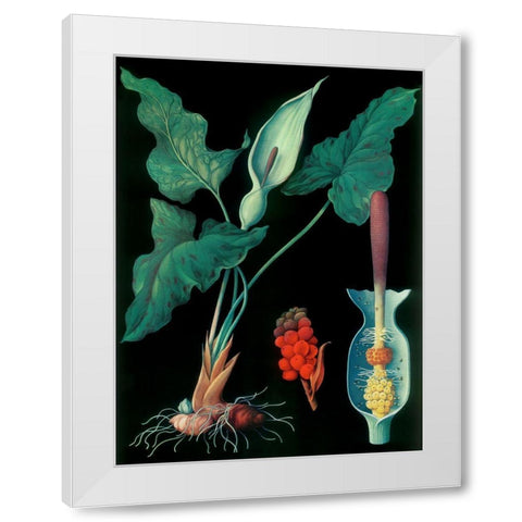 Arum White Modern Wood Framed Art Print by Vintage Apple Collection
