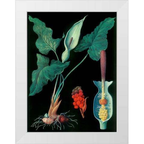 Arum White Modern Wood Framed Art Print by Vintage Apple Collection