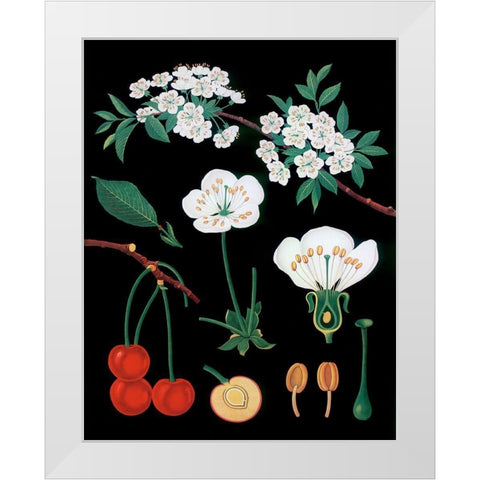 Cherry Tree White Modern Wood Framed Art Print by Vintage Apple Collection