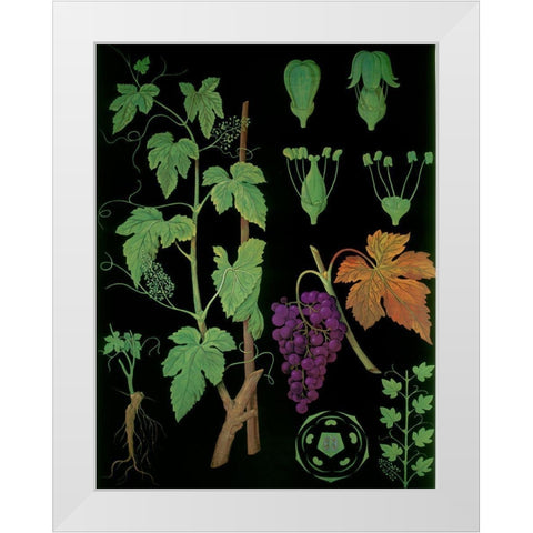 Wine Grapevine White Modern Wood Framed Art Print by Vintage Apple Collection