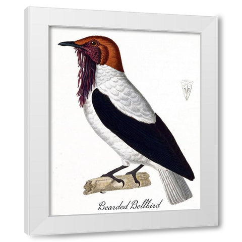 Bearded Bellbird White Modern Wood Framed Art Print by Vintage Apple Collection