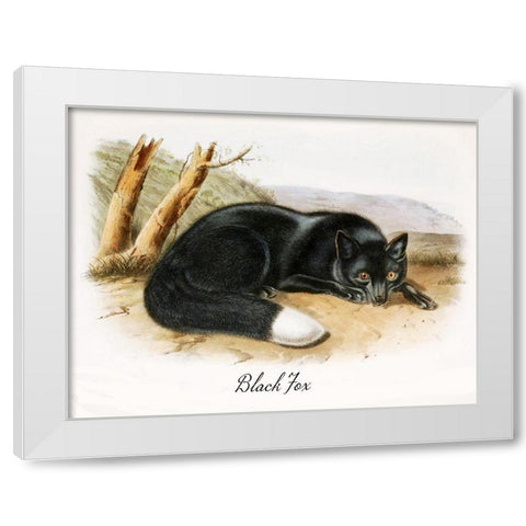 Black Fox White Modern Wood Framed Art Print by Vintage Apple Collection