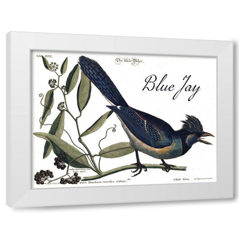 Blue Jay White Modern Wood Framed Art Print by Vintage Apple Collection