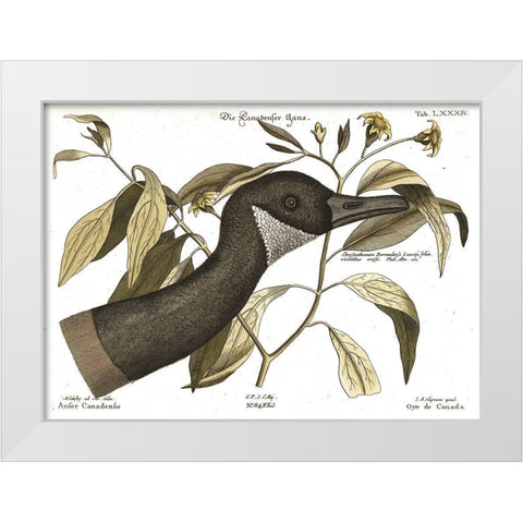 Canadian Goose White Modern Wood Framed Art Print by Vintage Apple Collection