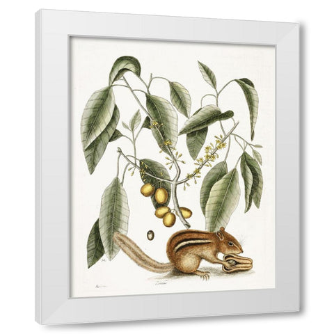 Chipmunk White Modern Wood Framed Art Print by Vintage Apple Collection