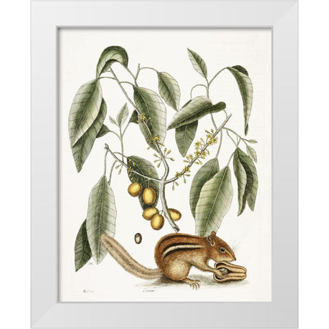 Chipmunk White Modern Wood Framed Art Print by Vintage Apple Collection