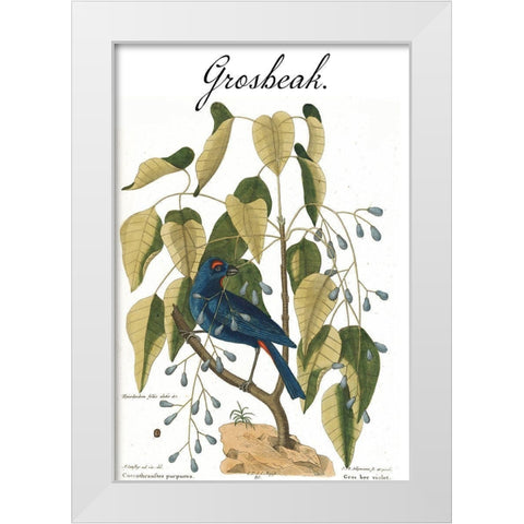 Grosbeak White Modern Wood Framed Art Print by Vintage Apple Collection