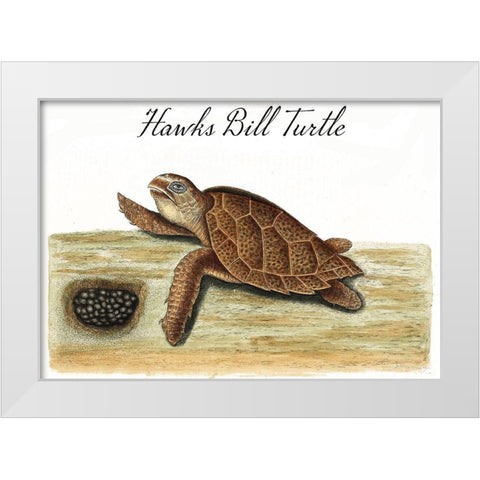 Hawks Bill Turtle White Modern Wood Framed Art Print by Vintage Apple Collection
