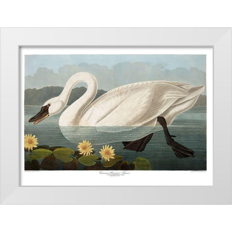 Swan White Modern Wood Framed Art Print by Vintage Apple Collection