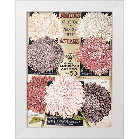 1915 Maules Asters White Modern Wood Framed Art Print by Vintage Apple Collection