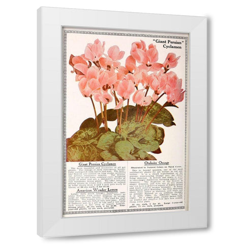 Cyclamen White Modern Wood Framed Art Print by Vintage Apple Collection