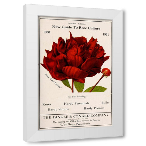 Rose Culture White Modern Wood Framed Art Print by Vintage Apple Collection