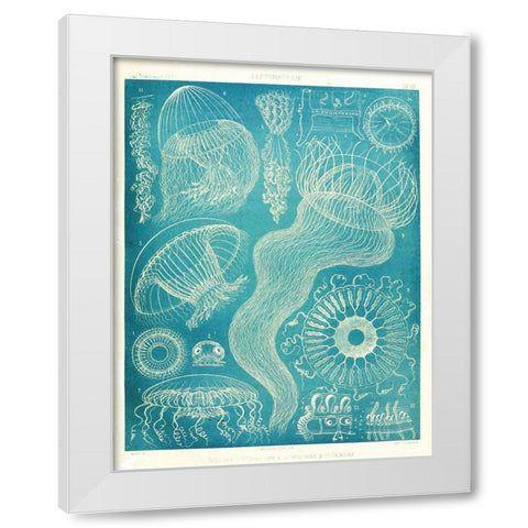 Jellyfish Sealife White Modern Wood Framed Art Print by Vintage Apple Collection