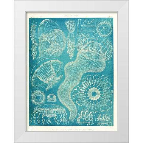 Jellyfish Sealife White Modern Wood Framed Art Print by Vintage Apple Collection