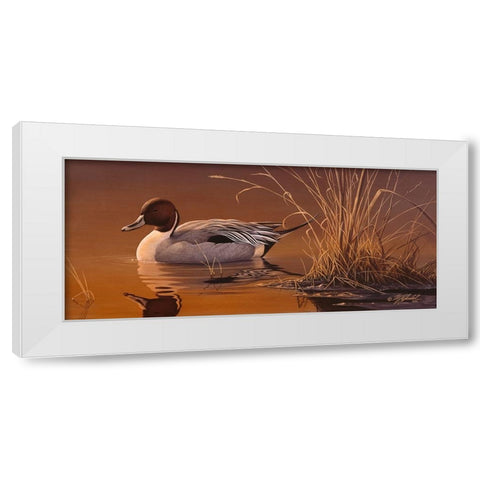 Amber Light - Pintail White Modern Wood Framed Art Print by Goebel, Wilhelm