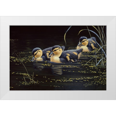 Mallard Ducklings White Modern Wood Framed Art Print by Goebel, Wilhelm