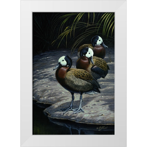 White Faced Whistleing Ducks White Modern Wood Framed Art Print by Goebel, Wilhelm
