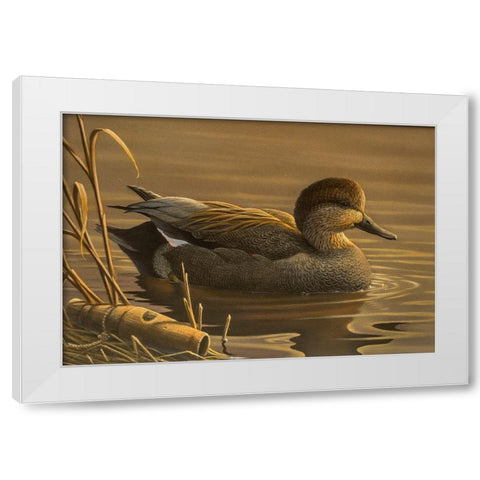 Gadwall White Modern Wood Framed Art Print by Goebel, Wilhelm