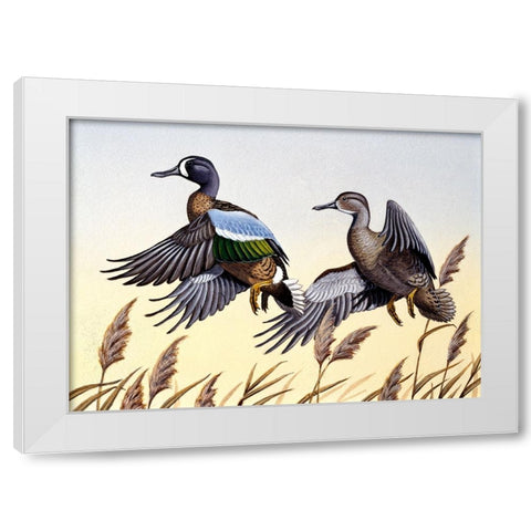 1981 Blue-Winged Teal White Modern Wood Framed Art Print by Goebel, Wilhelm