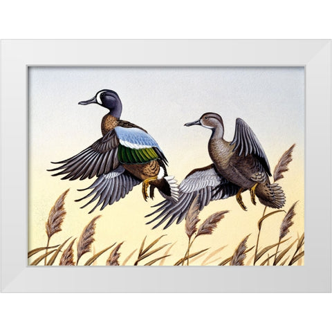 1981 Blue-Winged Teal White Modern Wood Framed Art Print by Goebel, Wilhelm