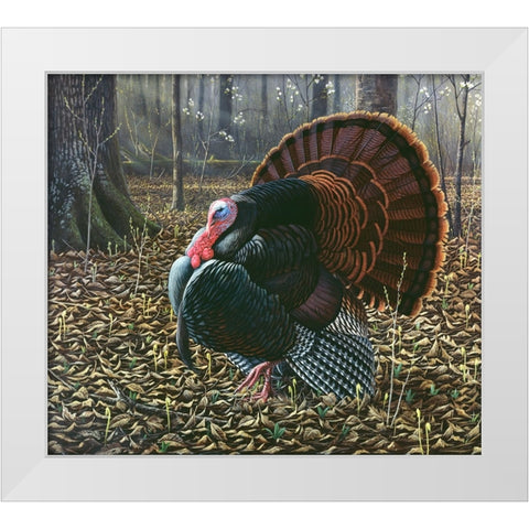 The King Of Spring - Wild Turkey White Modern Wood Framed Art Print by Goebel, Wilhelm