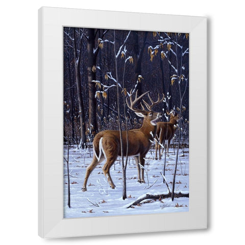 In His Prime - Whitetail White Modern Wood Framed Art Print by Goebel, Wilhelm