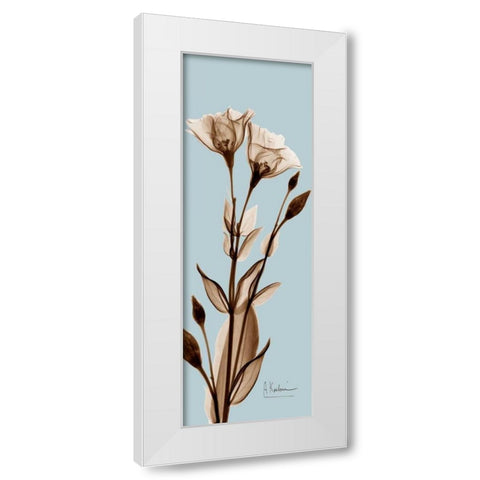 Tulip Pair  Brown on Blue White Modern Wood Framed Art Print by Koetsier, Albert
